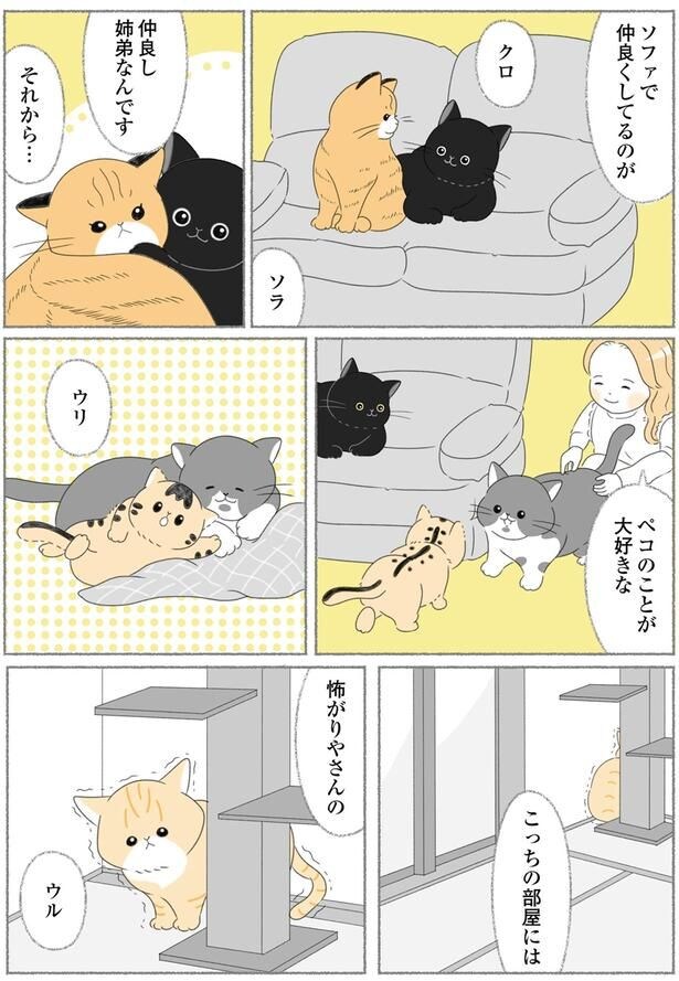 ソファで仲良くしてるのがクロとソラ
