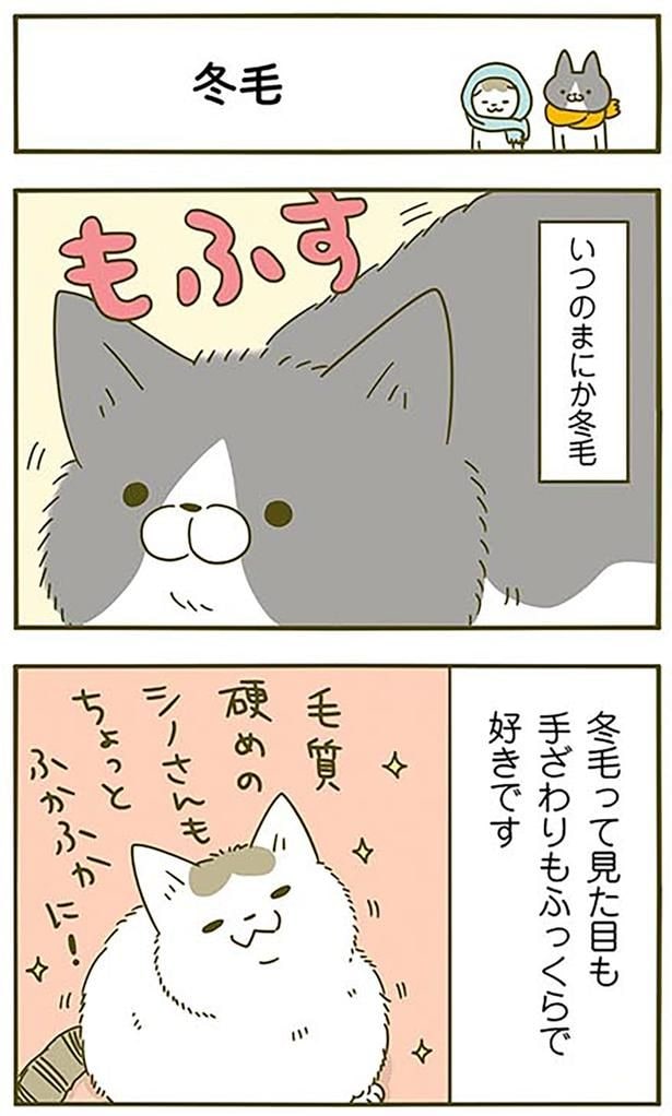 冬毛