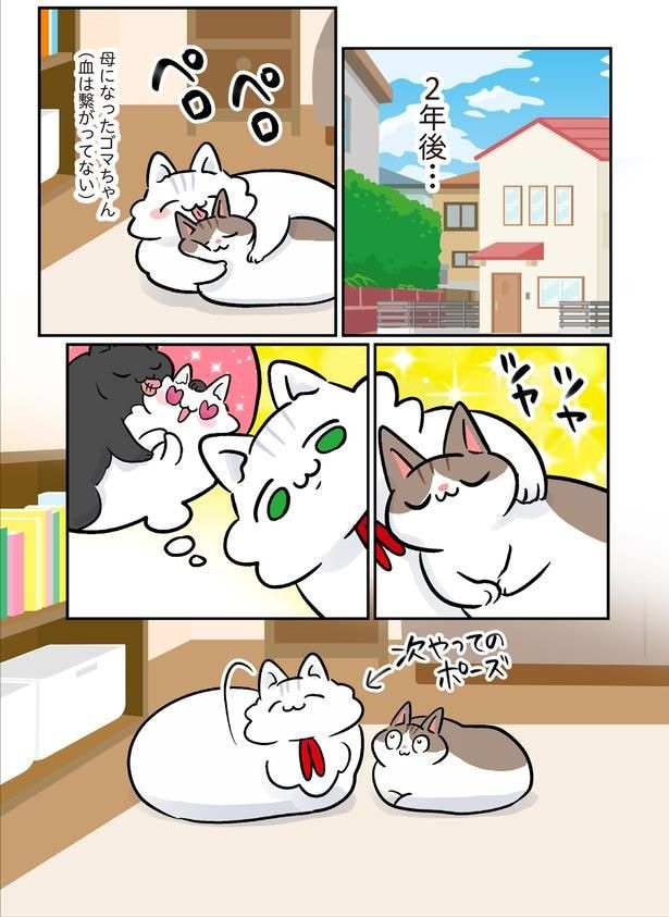 母になったゴマちゃん
