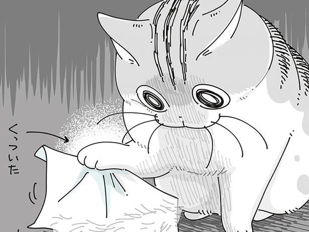 くっついて取れない!! 粘着性のあるものが自分の邪魔をしたときの猫の行動