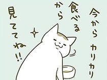 「カリカリ食べるから見ててね」食事の様子を見てほしい猫 VS 仕事したい飼い主