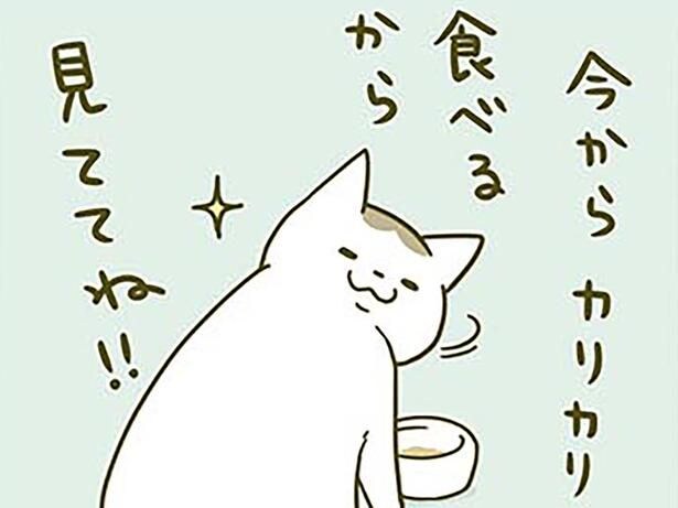 「カリカリ食べるから見ててね」食事の様子を見てほしい猫 VS 仕事したい飼い主