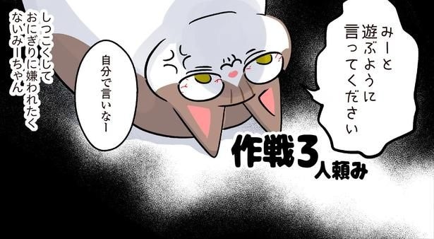 いろんな方法でアピール！娘に遊んでもらいたい過保護猫の作戦