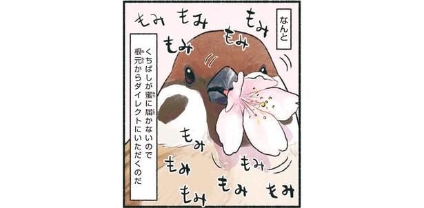 意外と大胆なスズメ。桜の花をくちばしで「もみもみ」