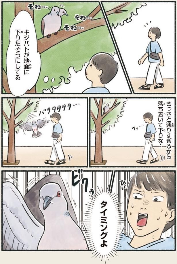 キジバトが地面に下りたそうにしてる