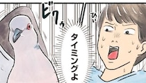 なぜこのタイミング！？間の悪いハトにお互いビクッ
