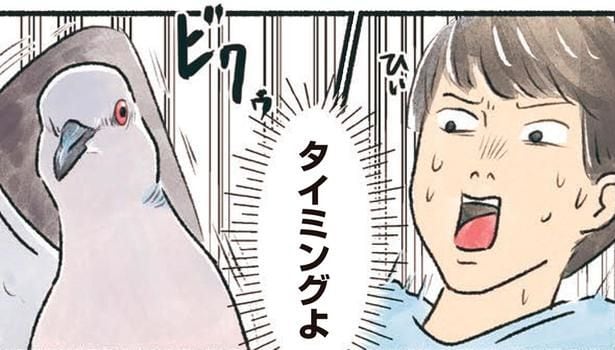 なぜこのタイミング！？間の悪いハトにお互いビクッ