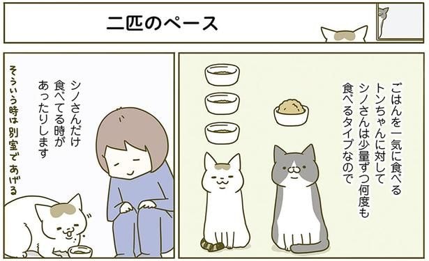 二匹のペース