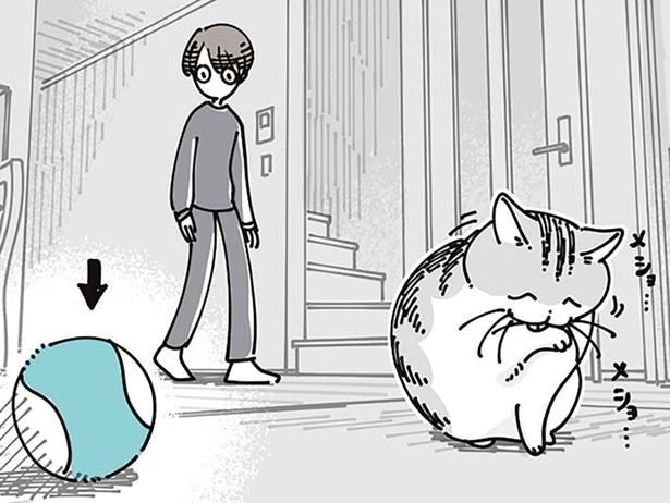 遊びたいわけではなさそうなのに。ボールのおもちゃをそばに置いているネコの謎