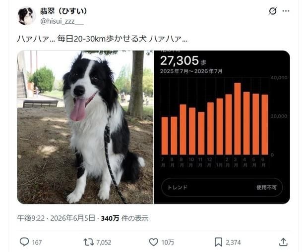 毎日20-30㎞歩かせる犬▶余裕の表情の翡翠くん(⇒次へ)