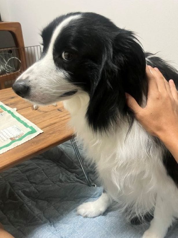「雨が落ち着くまでは散歩待ってね」▶(次画像から「うちの犬」だいすきショートコメディ『あしょんでよッ〜うちの犬ログ〜10』が読めます)