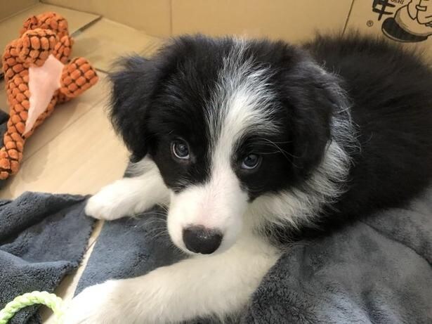 小さいころからこの表情でした▶じっと見つめる視線の先は、飼い主さん？（⇒次へ）