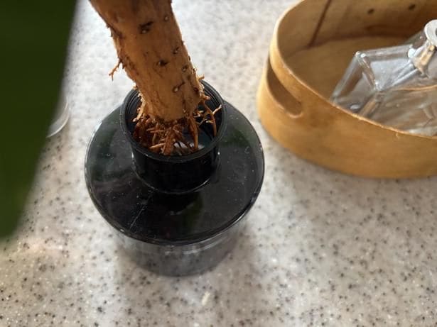 数日に一回水を換えたり、水を足したり▶土で育てていた姫モンステラの過剰葉を水栽培に