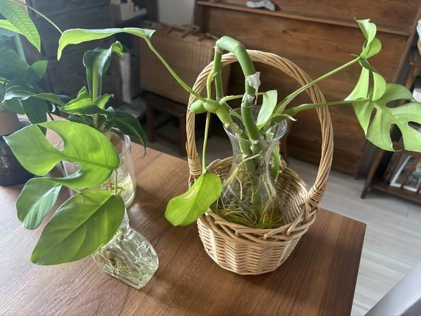 モンステラは水栽培に合っているのか、ぐんぐん成長▶ハンギング用の鉢に瓶をそのまま入れてみました
