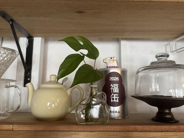 水があれば元気な植物▶家事の時などはカウンターに飾ったり
