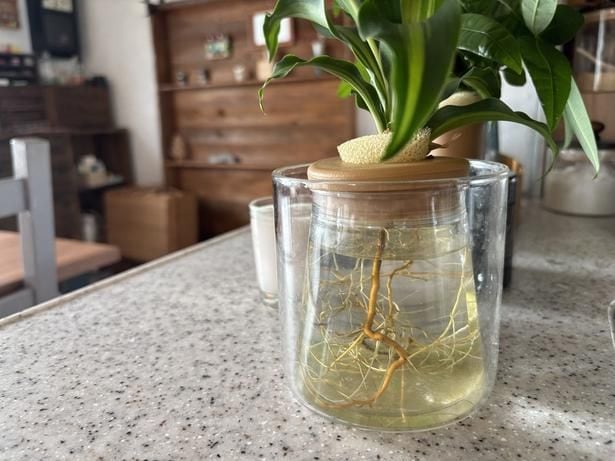 水だけで育つ観葉植物!▶水が減ったのがすぐわかるのも、枯らさずにすむ理由の一つ
