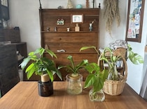「550円は破格すぎ！」Standard Productsの”水だけで育つ観葉植物”でカフェ風のおうちに