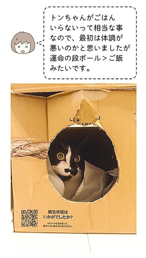 運命の段ボール>ご飯