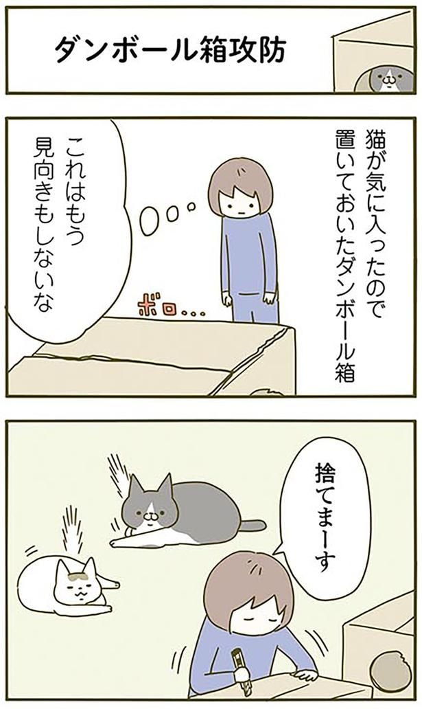 ダンボール箱攻防