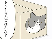 基準は不明、でも運命？ 年に数個、我が家の猫にドはまりする段ボールが現れて