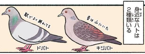 身近なハトは2種類いる