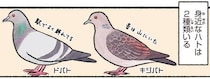 町や公園で見かける2種類のハト。共通する点は？