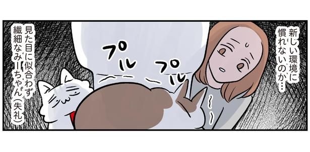 屈強な見た目に似合わず繊細!?新しい家でトイレから出られないモンペ猫