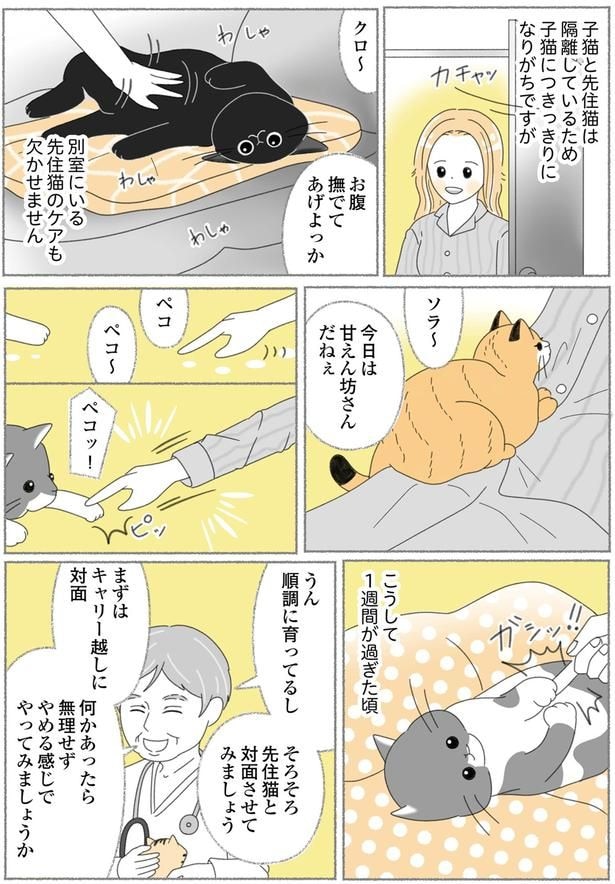 先住猫のケアも欠かせません