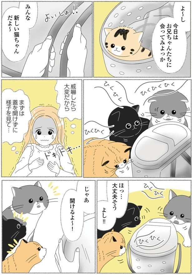 新しい猫ちゃんだよ～
