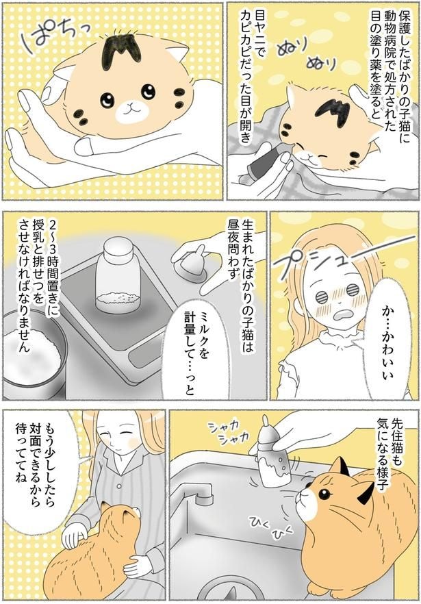 先住猫も気になる様子