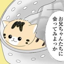 母親とはぐれた子猫が我が家へ。先住猫たちの反応にドキドキ！