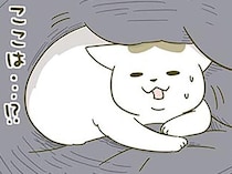 「なに!? どこ!?」寝起き時、自分がどこにいるのかわからず戸惑う猫