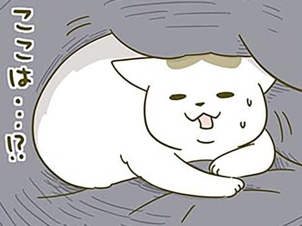 「なに!? どこ!?」寝起き時、自分がどこにいるのかわからず戸惑う猫