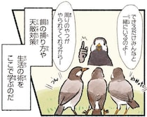まるでムクドリの学校！巣立ち後は草地に家族が集結