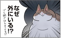 ベランダが大好きなモンペ猫。網戸は閉まっているはずなのに！？