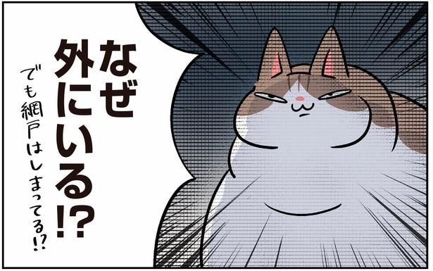 ベランダが大好きなモンペ猫。網戸は閉まっているはずなのに！？