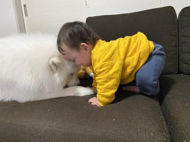 仲良く頭をくっつけるこはくちゃんとお子さま▶︎ときには疲れちゃうことも（⇒次へ）