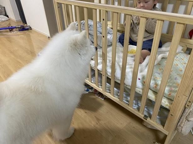 おやつを食べる弟がちょっと羨ましいこはくちゃん▶︎いつも近くで寄り添っています（⇒次へ）