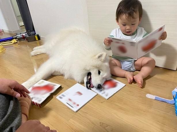延々と同じ本の音読に付き合わされてさすがに疲れたこはくちゃん▶︎顔を見合わせて（⇒次へ）
