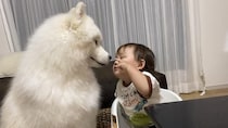 幼児を見守る大型犬…？ どことなく様子がおかしいその姿に「癖がすごい」とSNSで大反響