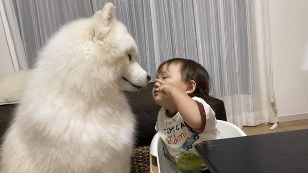 幼児を見守る大型犬…？ どことなく様子がおかしいその姿に「癖がすごい」とSNSで大反響