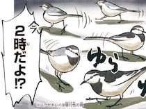 深夜2時、ガソリンスタンドに鳥の集団！？ハクセキレイは何している？
