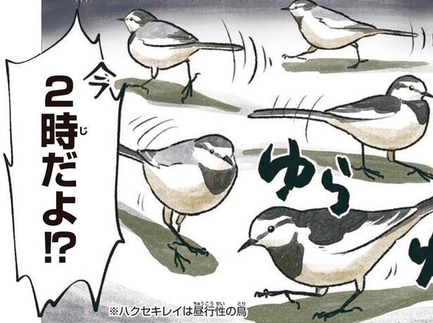 深夜2時、ガソリンスタンドに鳥の集団！？ハクセキレイは何している？