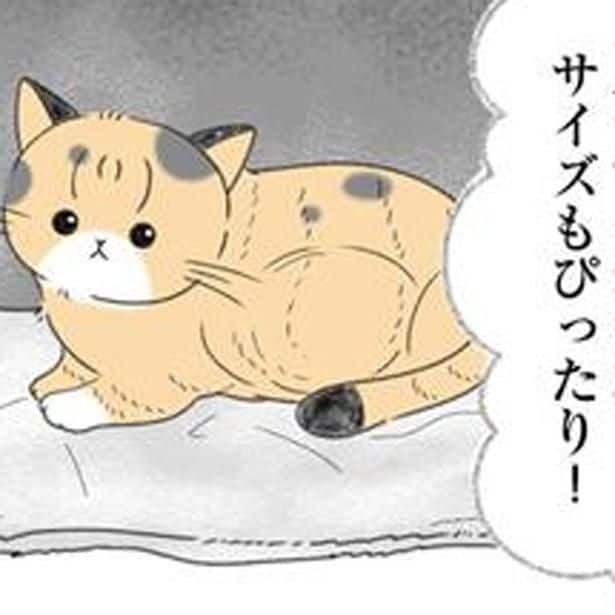 飼い猫が初めての出産。準備万端で待っていると「はっ!?うそー!」