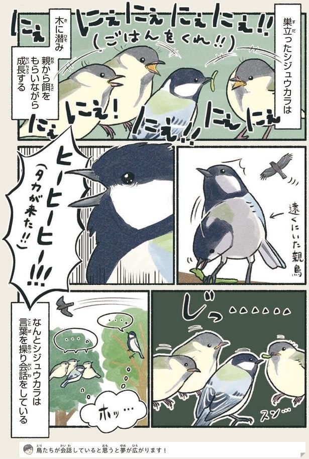 なんとシジュウカラは言葉を操り会話をしている