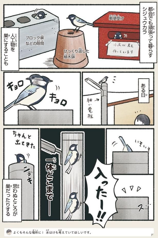思わぬところが巣だったりする