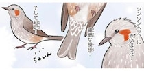 謎の叫び声の正体はヒヨドリかも！赤いほっぺの可愛い鳥