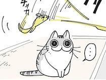 「お気に召さないか～」おもちゃに食いつかないネコ、10分後にはすごいことに