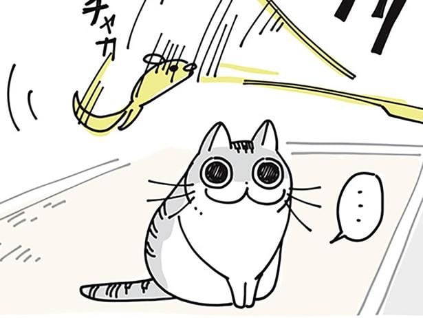 「お気に召さないか~」おもちゃに食いつかないネコ、10分後にはすごいことに