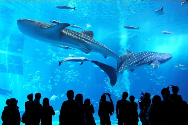 「沖縄美ら海水族館」はなんとホテルのお隣